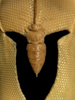 beeswax, beeswax foundation, recycled bicycle helmet
