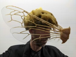 beeswax, honeycomb, recycled bicycle helmet, Plexiglas