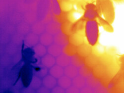 image from thermal video