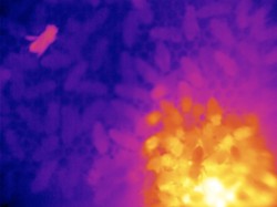 image from thermal video