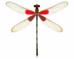digital illustration (Abbott 2011)