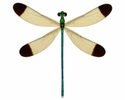 digital illustration (Abbott 2011)