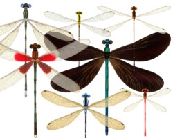 cover illustration (Abbott 2011)