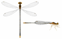 for book about Cuban damselflies