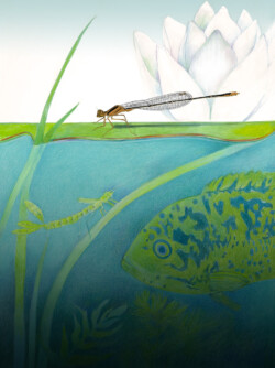 for book about Cuban damselflies