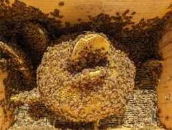 in collaboration with honey bees