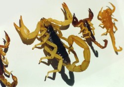 urethane, hotmelt glue, wire, hair, paint (Chase Studio Inc)