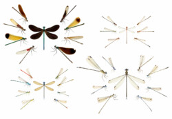 digital illustrations of 4 damselfly families