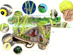 color pencil; American Museum of Natural History (AMNH)