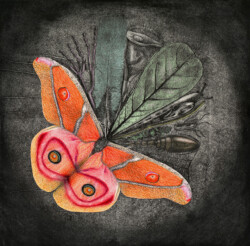 copper etching, modified with color pencil & digital color