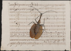 Mormolyce phyllodes, violin beetle, on Die Zauberflöte (The Magic Flute, 1791) by Wolfgang Amadeus Mozart