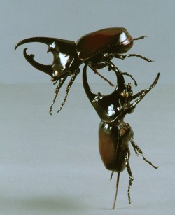 mixed media; AMNH Hall of Biodiversity