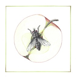 color pencil